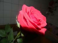 14 februarie :X