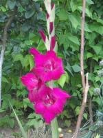fetitelor...va ofer o floricica.....
