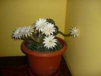 cactus inflorit