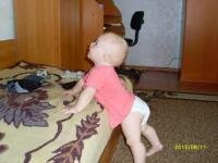 corni
