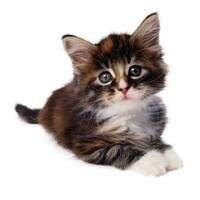 imaginea utilizatorului pisipisi